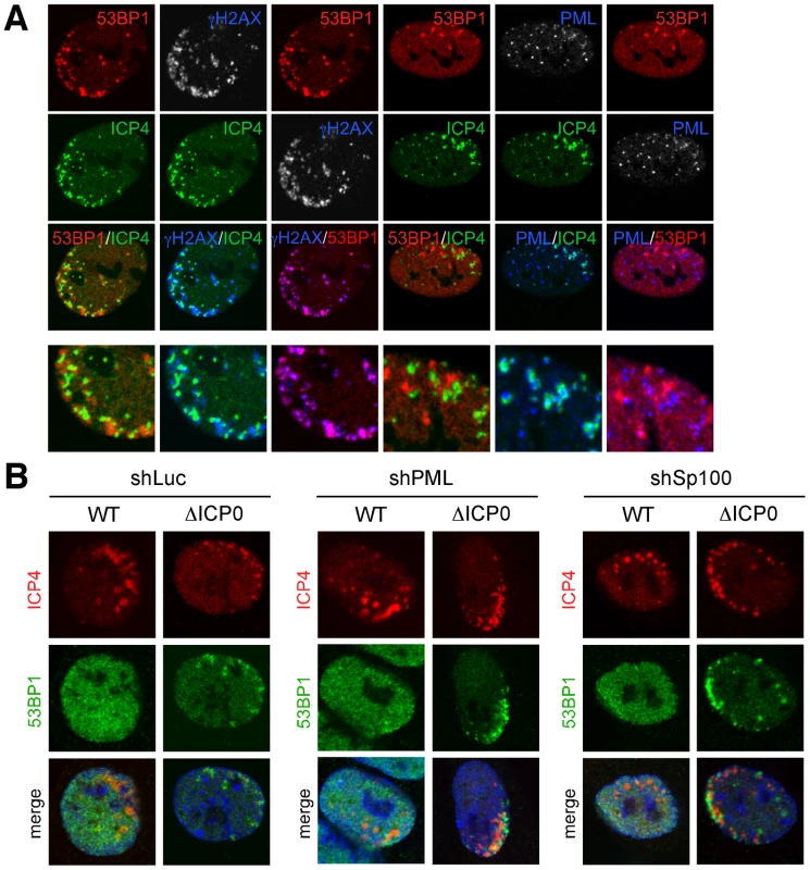 Sites of DNA repair protein accumulation are distinct from viral genomes, and independent of ND10 proteins.