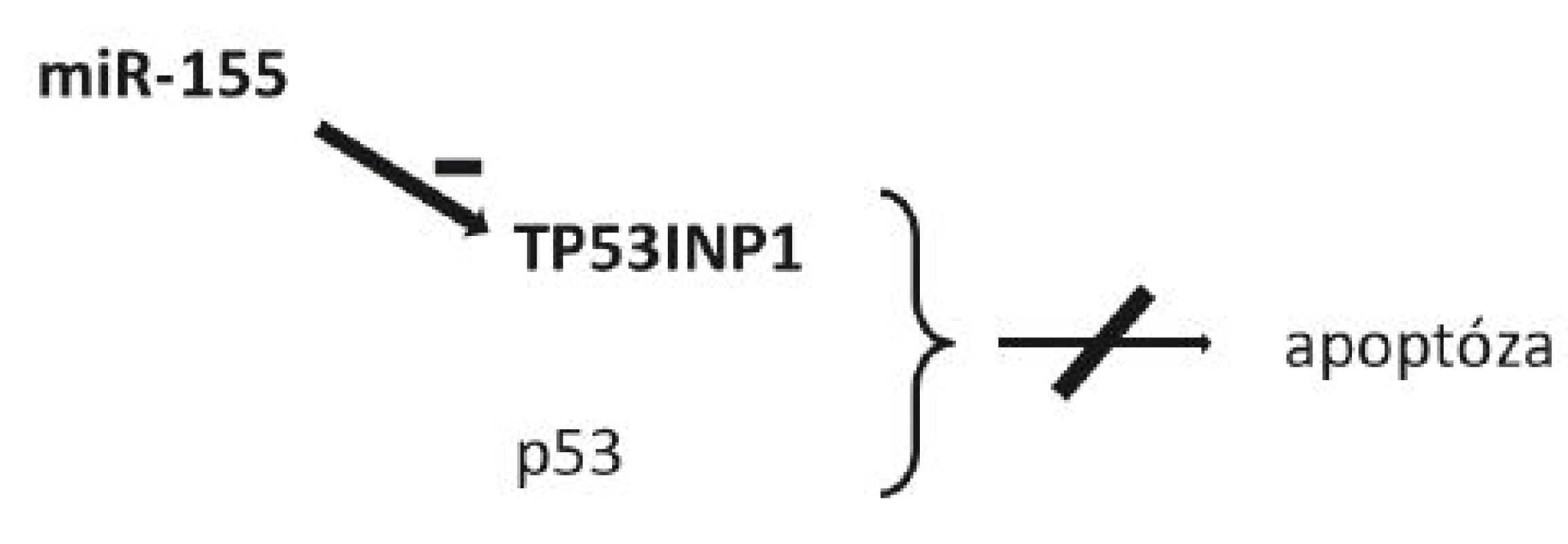 Schéma působení miR-155 a její role v inhibici apoptózy
TP53INP1 – tumor protein 53-induced nuclear protein 1 