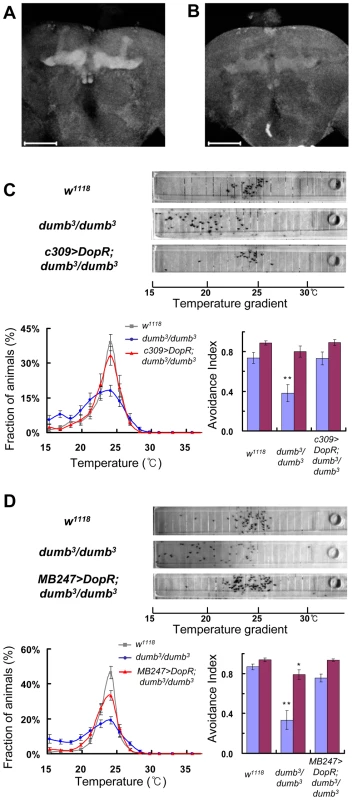 Dopamine receptor in MB is important for normal TPB.