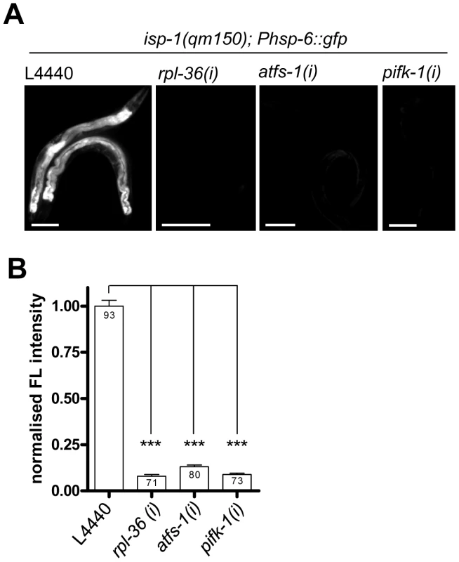 Knockdown of <i>rpl-36</i>, <i>atfs-1</i>, and <i>pifk-1</i> suppresses the <i>isp-1(qm150)</i>–mediated induction of the <i>hsp-6</i> reporter.