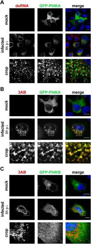 PI4KA is recruited to EMCV replication sites.