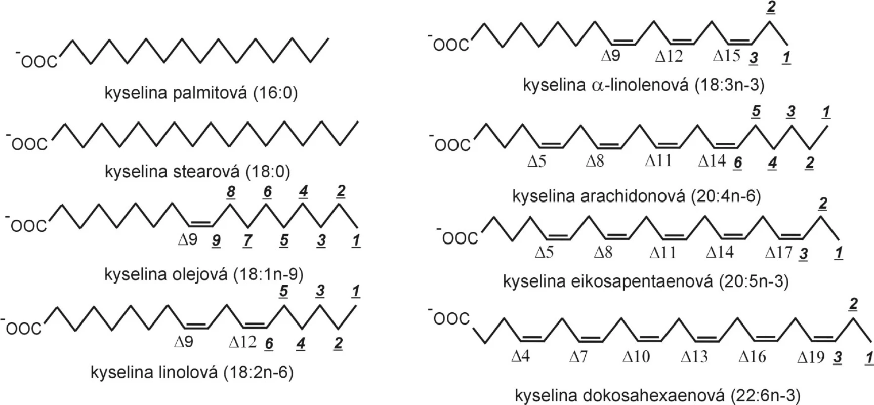Strukturní vzorce mastných kyselin.
Při elongaci a desaturaci zůstává zachováno značení omega (n-), zatímco značení delta se mění; elongace i beta-oxidace probíhají na karboxylovém konci řetězce.