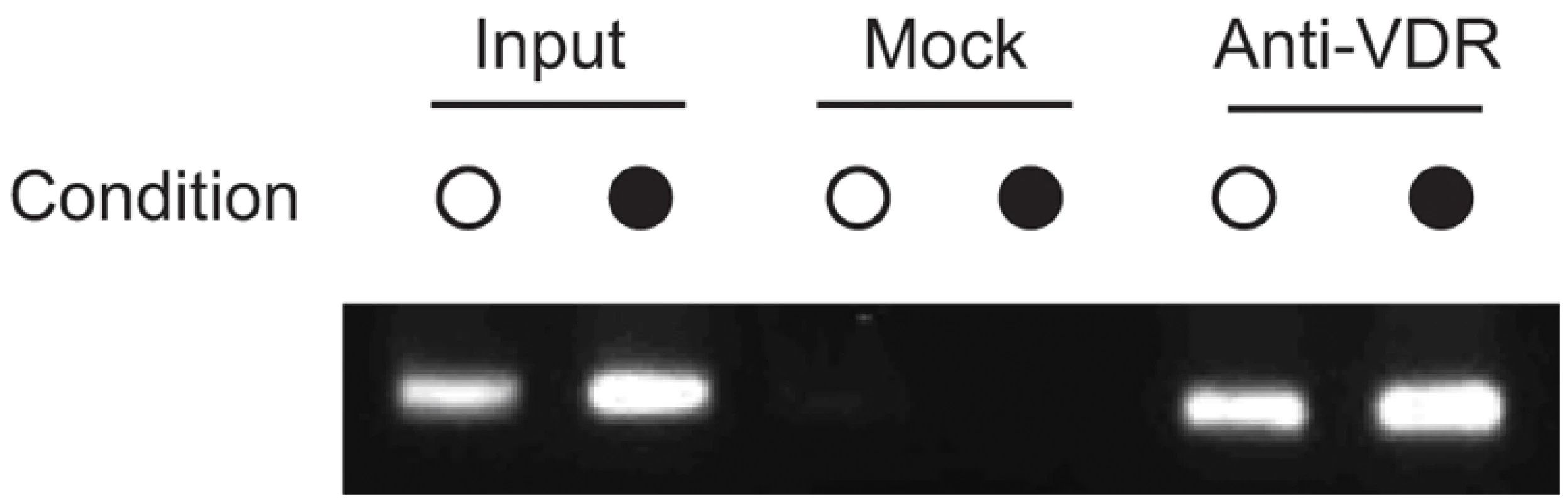VDR is recruited to <i>HLA-DRB1*15</i> VDRE in PGF cells.