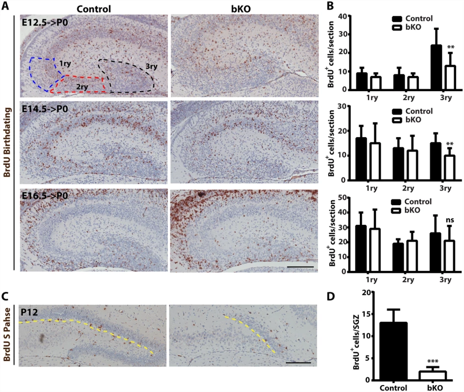 Analysis of neuronal migration in the hippocampus by BrdU labeling.
