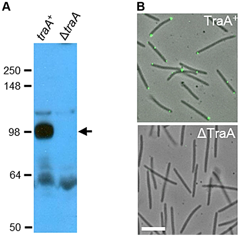 TraA is a cell surface receptor.