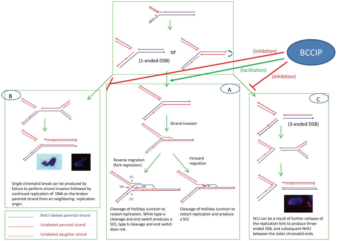 Potential mechanisms to produce SCE (panel A), chromatid breaks (panel B), and SCU (panel C) upon replication fork blockage.