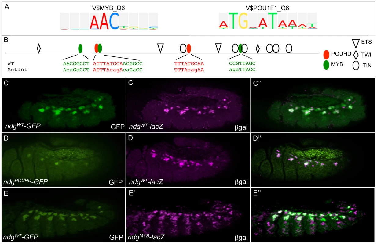 The wild-type activities of FC enhancers require input from classifier-defined Myb and POUHD TF binding motifs.