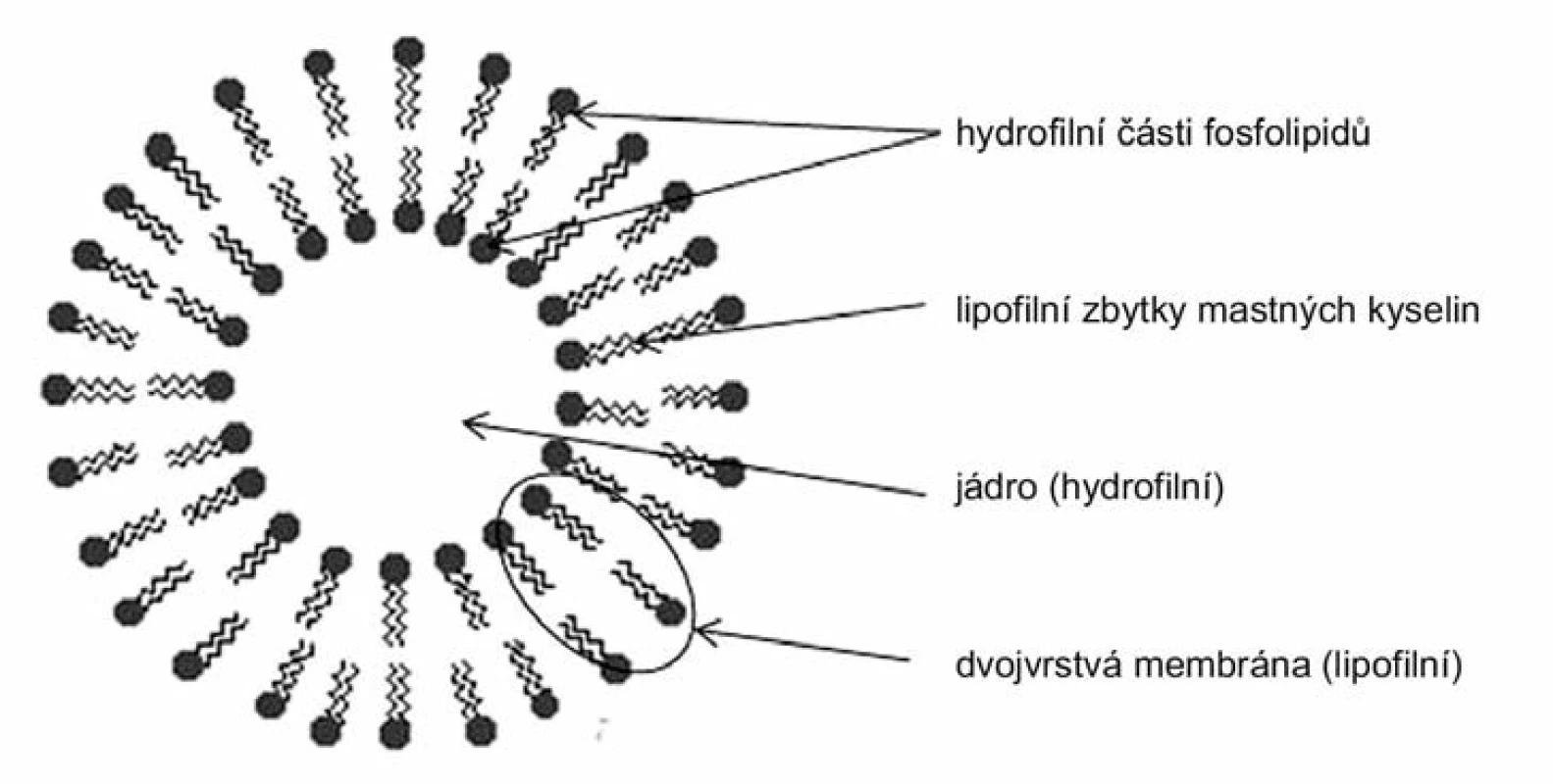 Struktura liposomu