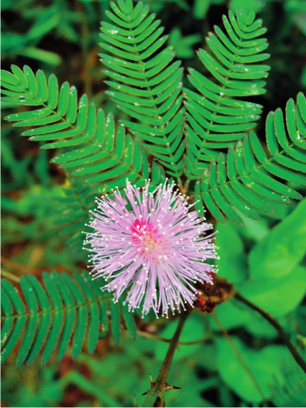 Citlivka <i>Mimosa pudica</i>
Foto: PhDr. Ivo Králíček, Ph.D.
