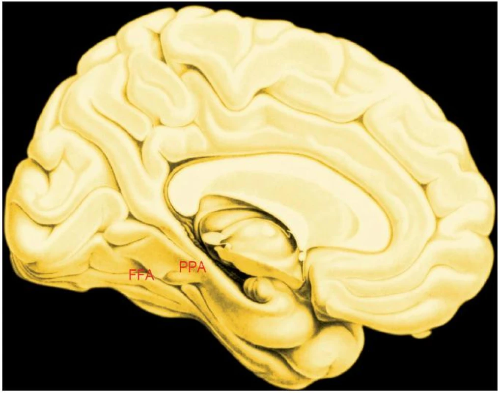 Vnitřní plocha levé hemisféry
Legenda
FFA – fusiform face area; aktivovaná pozorováním tváří
PPA – parahippocampal place area; aktivovaná pozorováním budov
Plošná i objemová velikost včetně polohy jsou rozdílné, a to jak stranově tak mezi jednotlivými lidmi.
Oblasti nejsou „centry“ poznávání tváfií, respektive budov. Jsou úzk˘mi profily pouti informace
v neuronálních sítích velkého rozsahu.