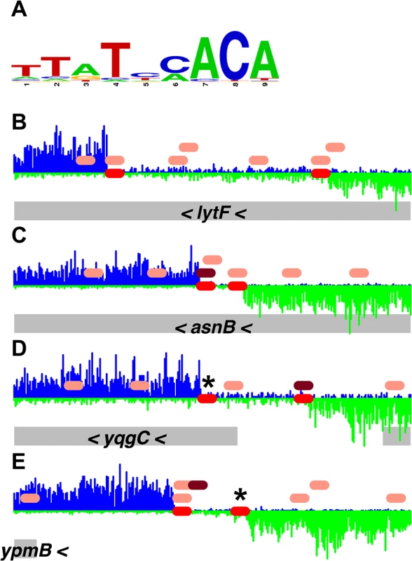 Comparison of DnaA boxes from a consensus sequence with DnaA boxes from the PSSM.