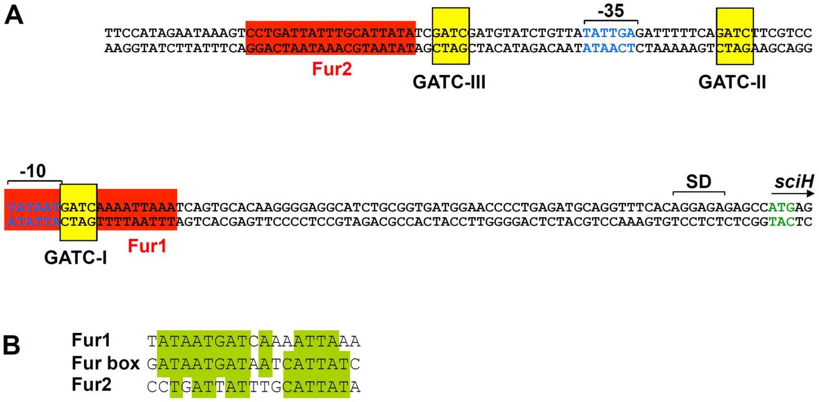 <i>In silico a</i>nalysis of the <i>sci1</i> proximal promoter region.