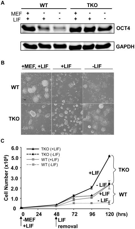 Loss of H1c/H1d/H1e inhibits spontaneous ESC differentiation.