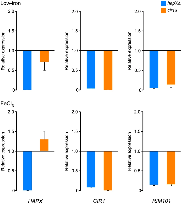 HapX positively regulates the levels of the <i>CIR1</i> and <i>RIM101</i> transcripts.