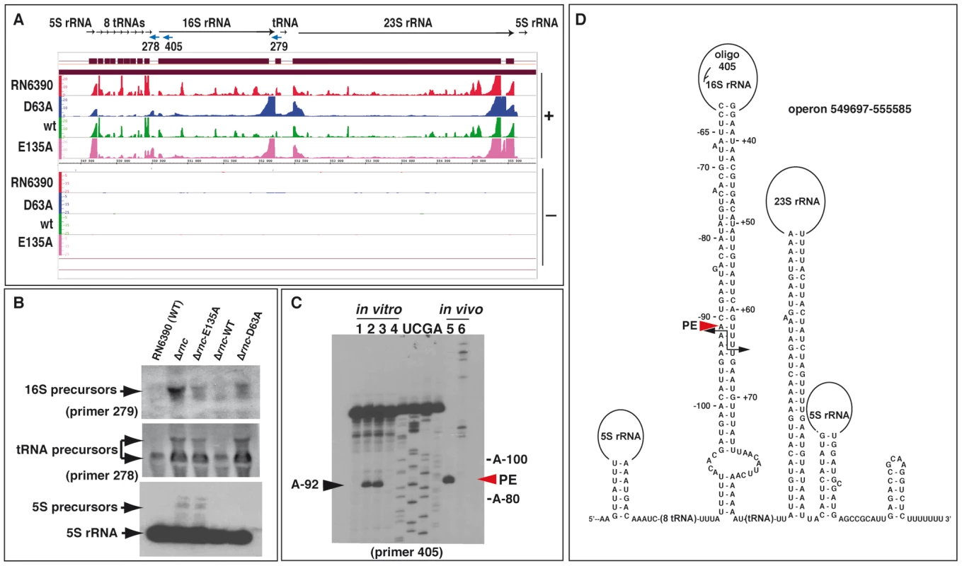 Processing of the rRNA operon by RNase III.