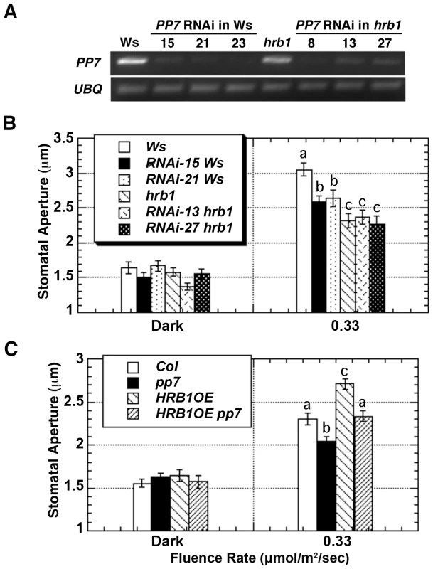 HRB1 and PP7 interact to regulate the stomatal aperture.