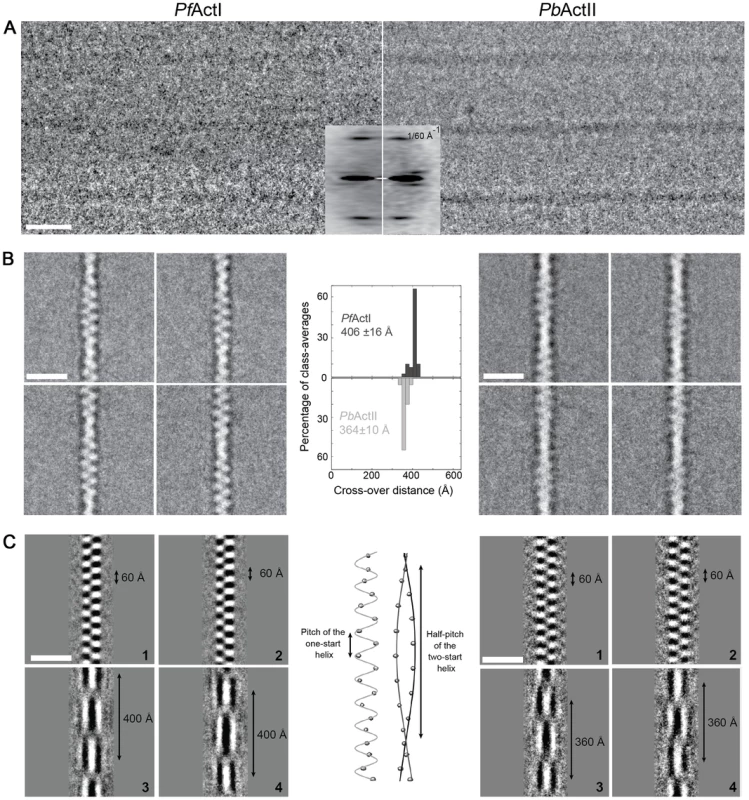 Cryo-EM image analysis of actin I and II.