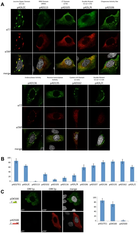 L1 cytoplasmic foci formation requires the nucleic acid binding domain of ORF1p.