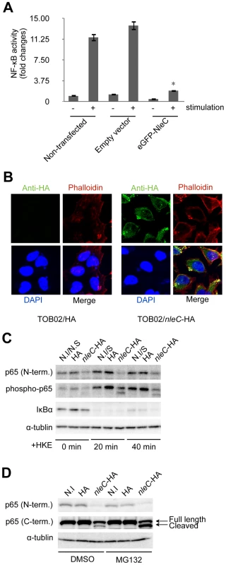 NleC interferes with NF-κB activation by downregulating p65.