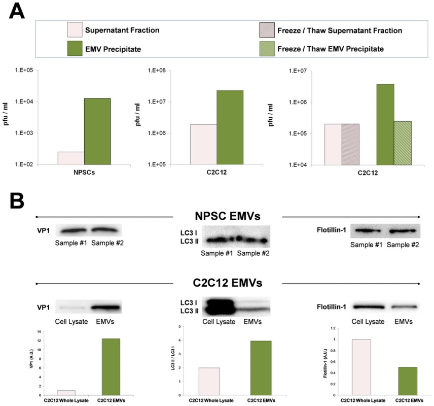 Purified EMVs isolated from infected progenitor cells expressed VP1, LC3 II and flotillin-1 proteins.