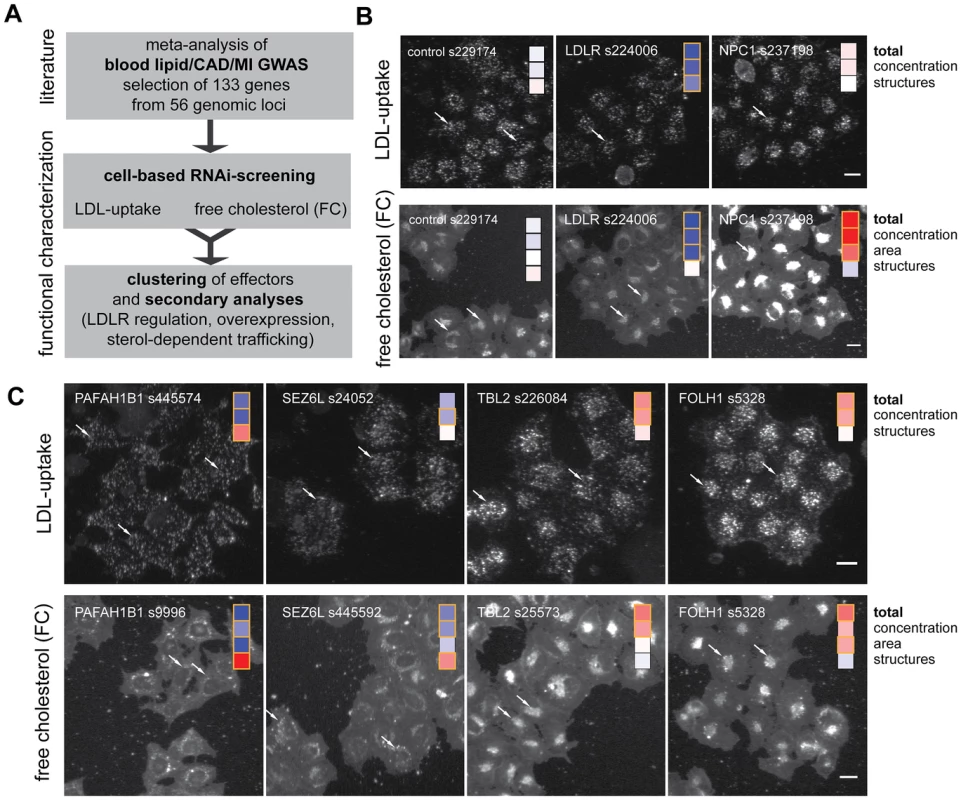 Functional profiling of lipid-trait/CAD/MI associated genes by cell-based RNAi.