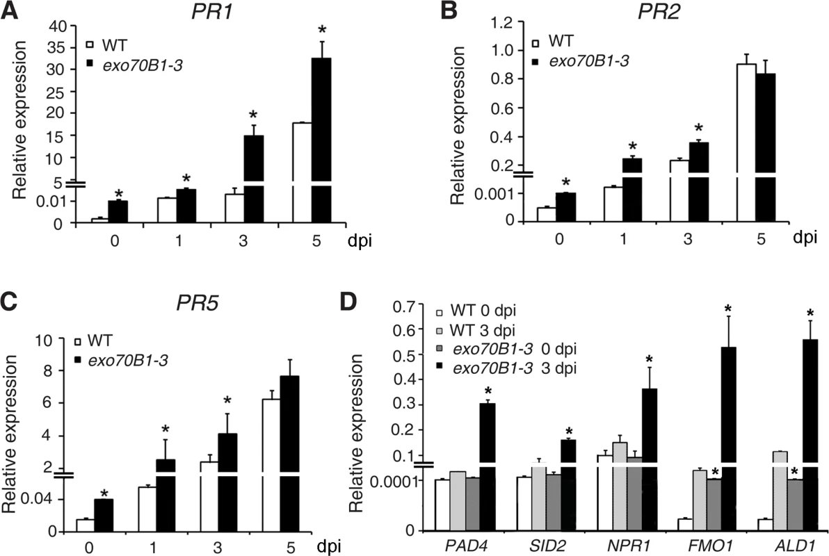 Expression of defense-related genes in wild type and <i>exo70B1-3</i> mutants.