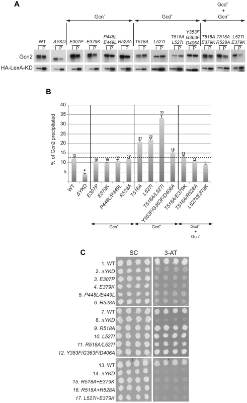 Certain Gcd<sup>−</sup> substitutions in the YKD enhance coimmunoprecipitation of Gcn2 with LexA-HA-KD from yeast extracts.