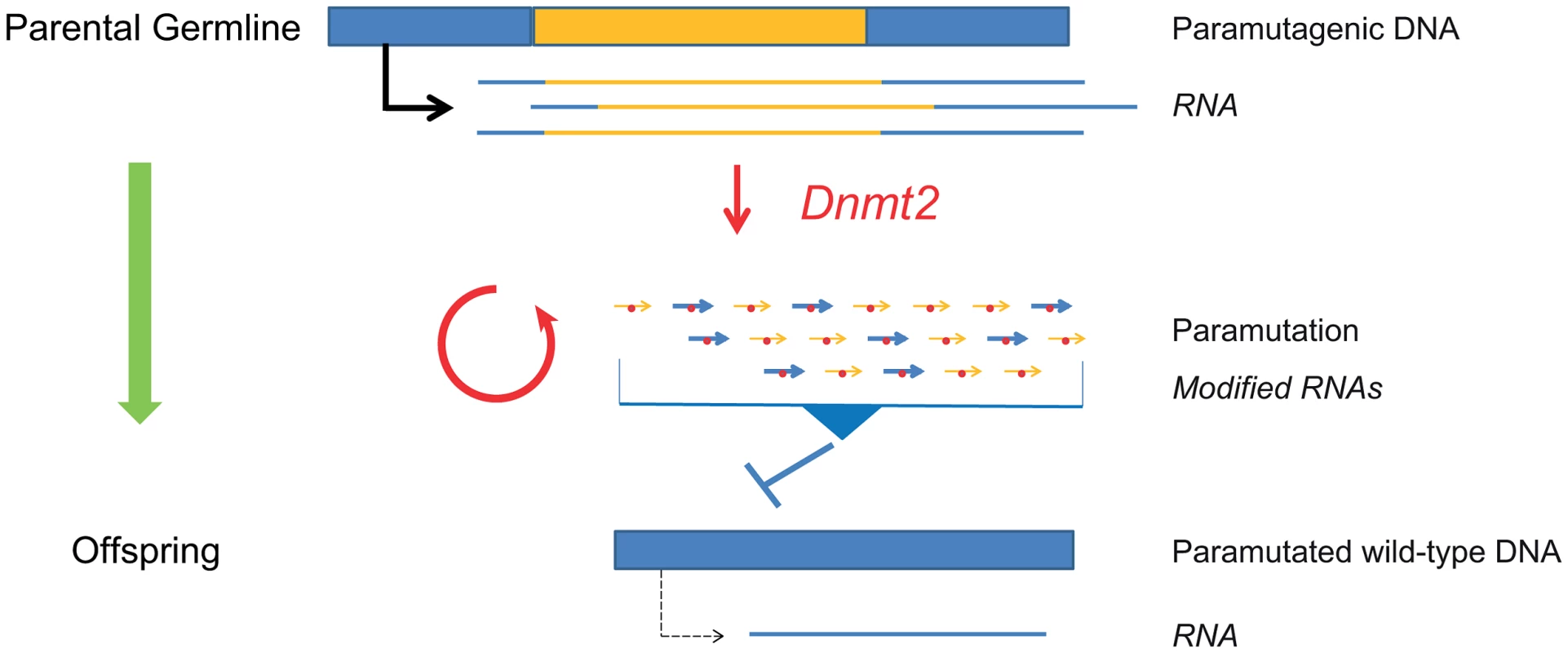 Mammalian paramutation.