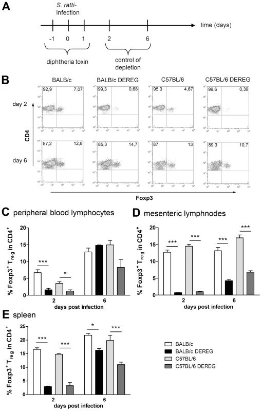 Depletion efficacy of Treg in BALB/c DEREG and C57BL/6 DEREG mice.