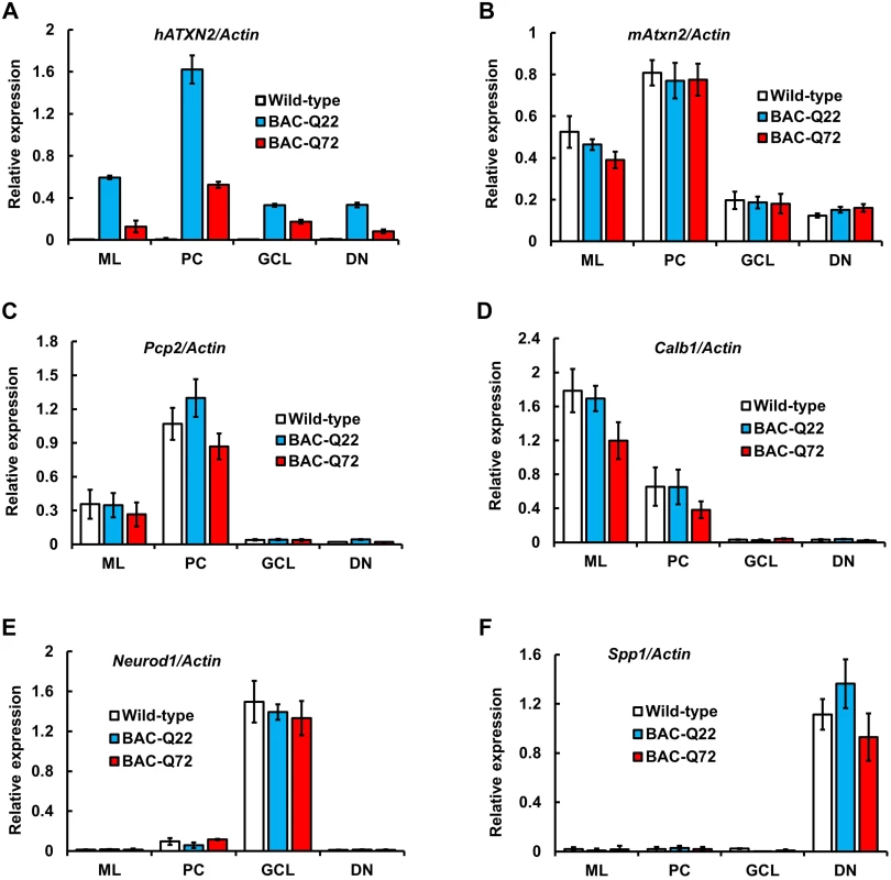 BAC derived- <i>hATXN2</i> mRNA is identified in multiple layers of the cerebellum and deep cerebellar nuclei.