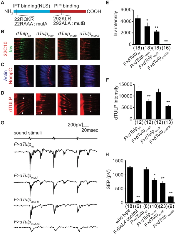 Functional domain mapping of dTULP for ciliary localization of Iav and NompC.