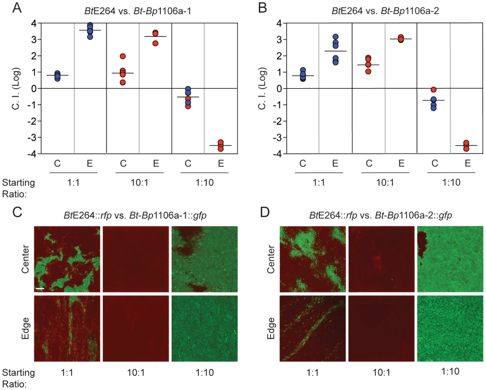 Competition between CDI<sup>+</sup> bacteria expressing different <i>bcpA</i> alleles.