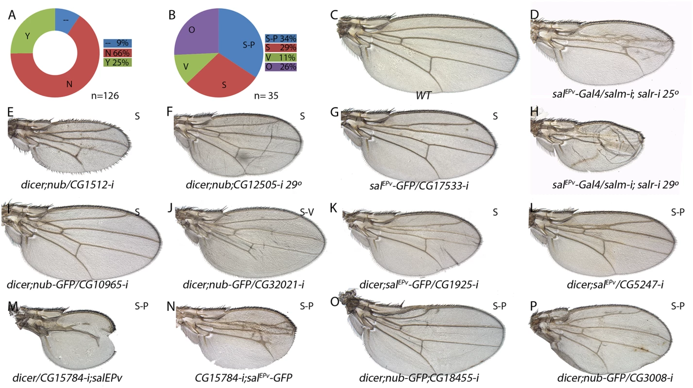 Phenotypic analysis of genes with increased expression in <i>sal</i> knockdown discs.