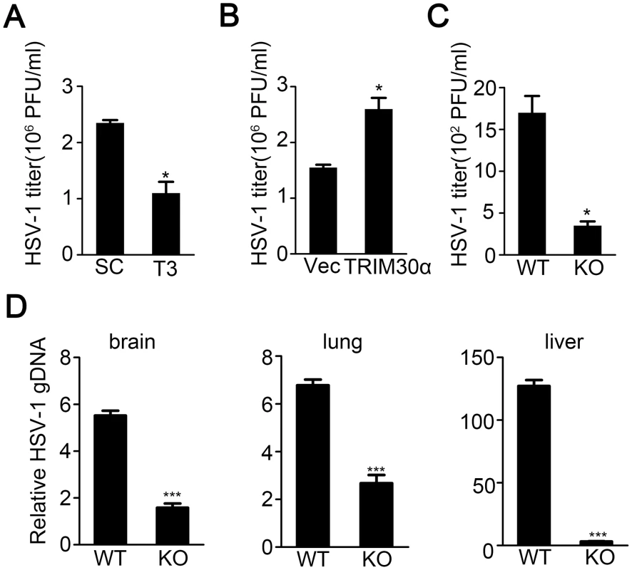 TRIM30α deficiency inhibits DNA virus infection.