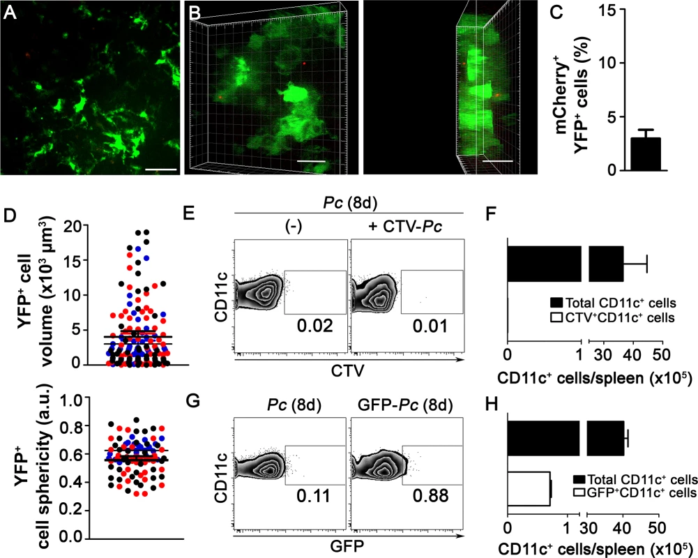 <i>In vivo</i> and <i>ex vivo</i> analysis of iRBC uptake by splenic DCs during crisis.