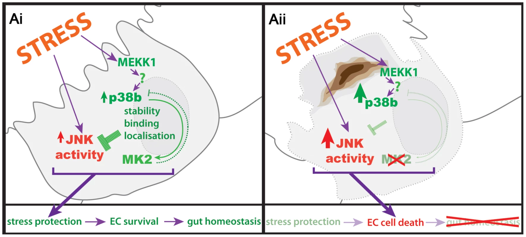 Protection of hindgut ECs by p38b/MK2.