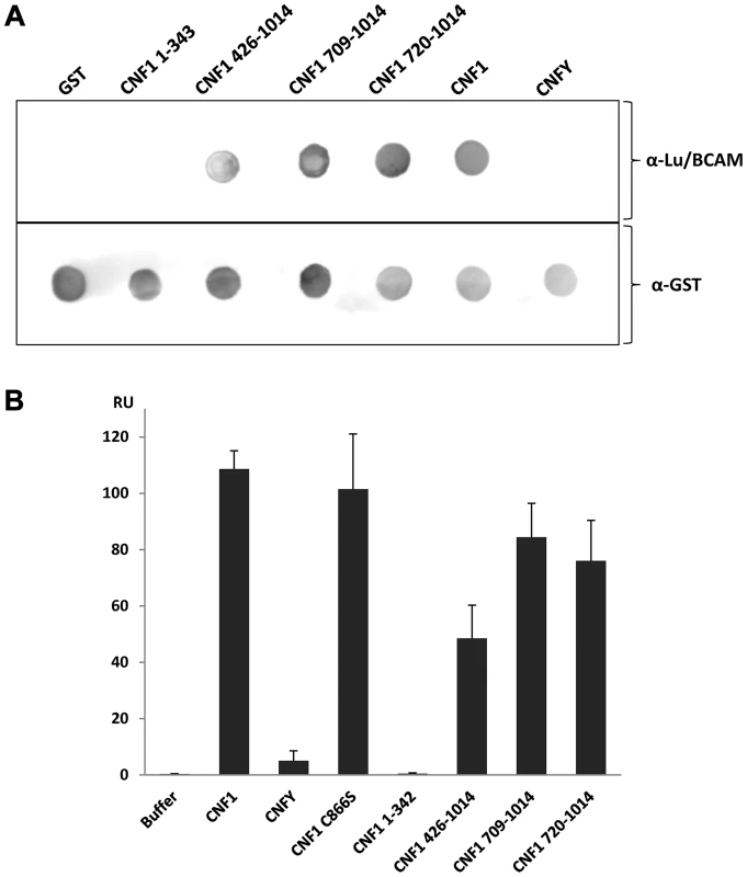Direct rBCAM-CNF interaction.