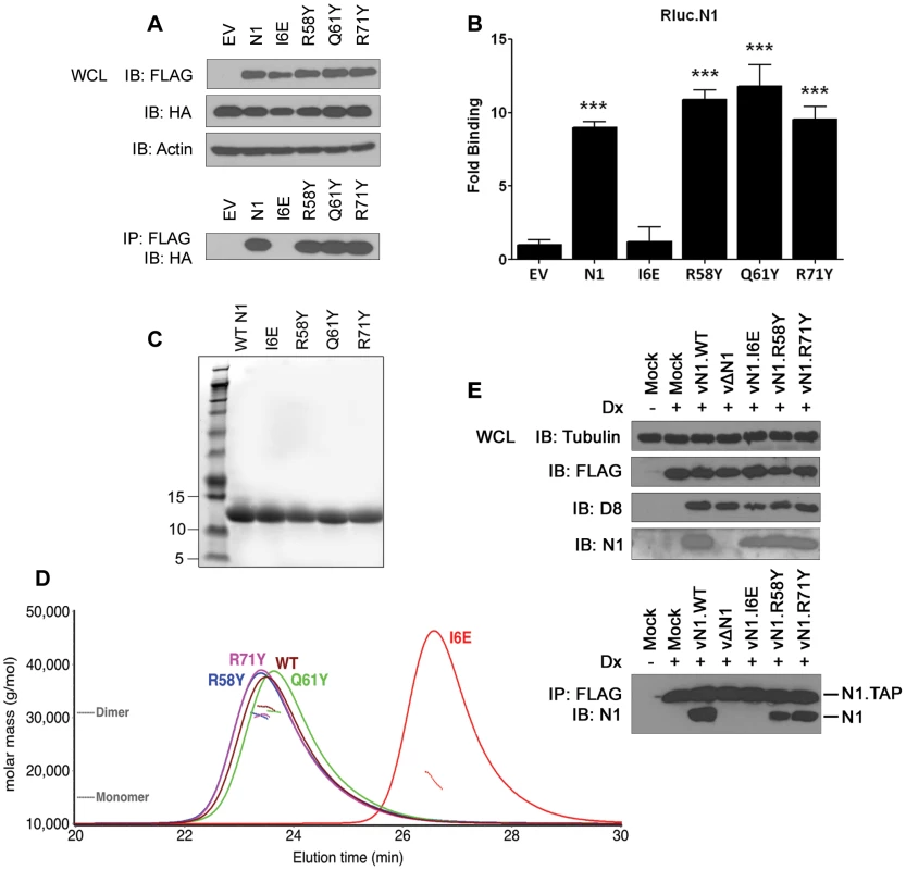 Biochemical and biophysical characterization of mutant N1.