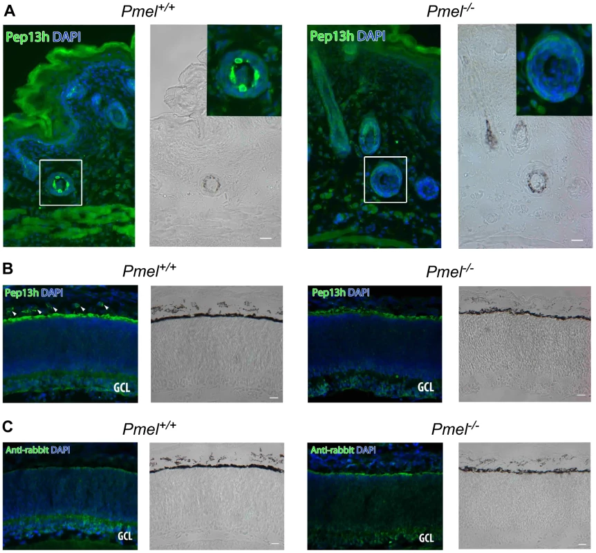 Immunohistochemistry of skin and retina from <i>Pmel<sup>+/+</sup></i>and <i>Pmel<sup>−/−</sup> </i>mice.