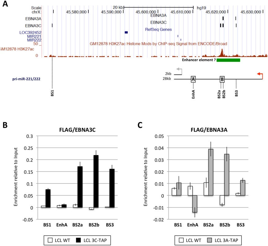 EBNA3A and EBNA3C bind near the miR-221/miR-222 locus.