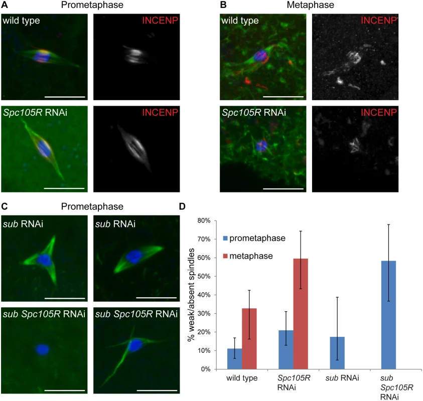 Prometaphase spindle stability depends on both kinetochore and central spindle components in oocytes.