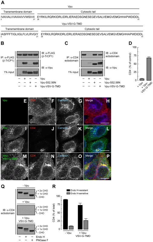 The Vpu TMD is required for induction of both ER retention and degradation of CD4.