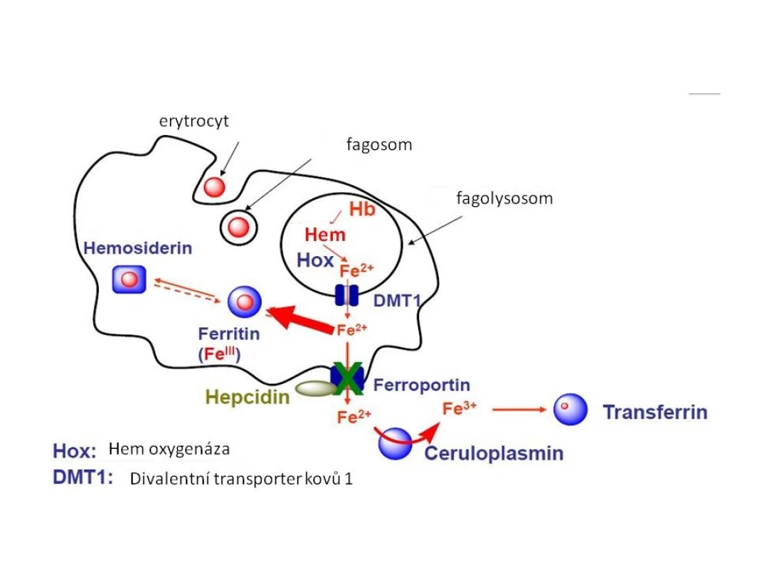 Metabolismus Fe v makrofázích.

