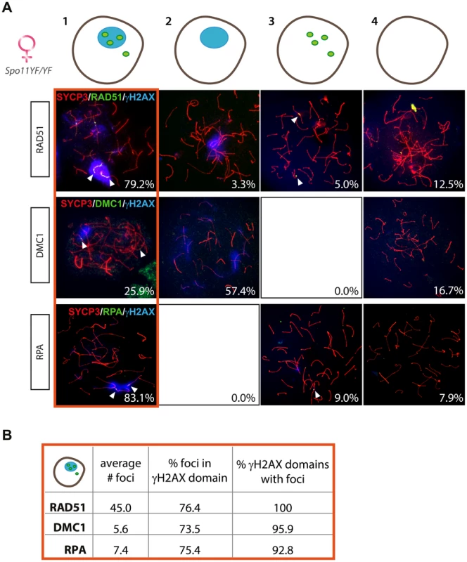 Enrichment of DNA repair markers in the pseudo XY body of <i>Spo11<sup>YF/YF</sup></i> oocytes.