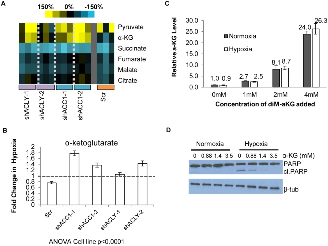 Loss of ACC1 or ACLY results in elevated levels of α-KG under hypoxia.