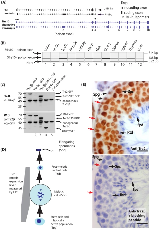Tra2β is a nuclear protein highly expressed in mouse germ cells.
