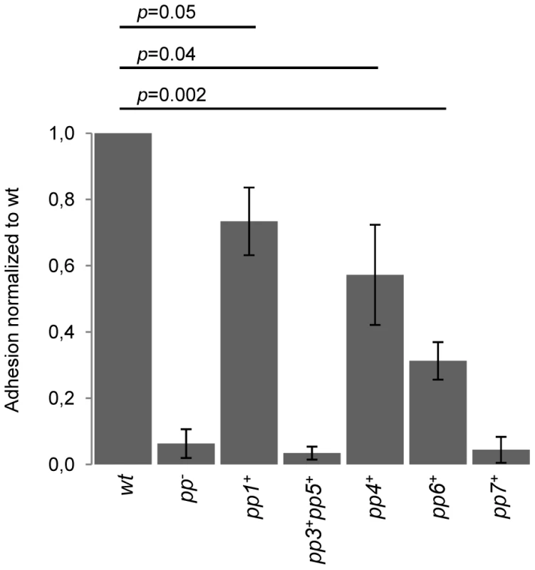 Impact of prophages on <i>E. faecalis</i> adhesion to human platelets.