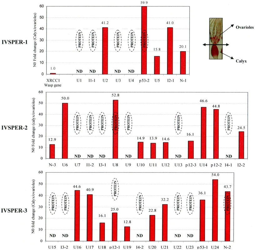 Specific IVPER gene expression in <i>H. didymator</i> calyx cells.