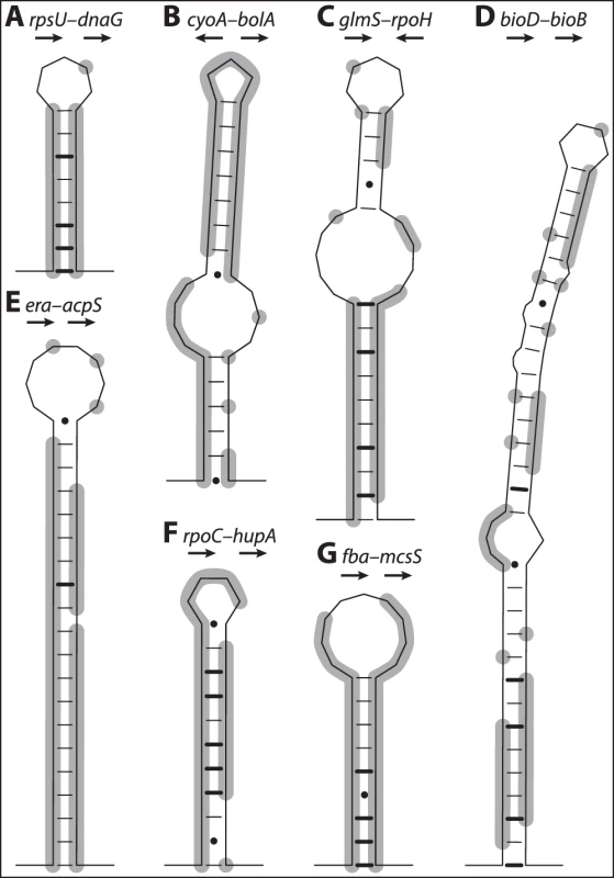 Structural predictions for IGSs with conserved elements across <i>Buchnera</i>-Ap, Ak, Ua, and Sg.