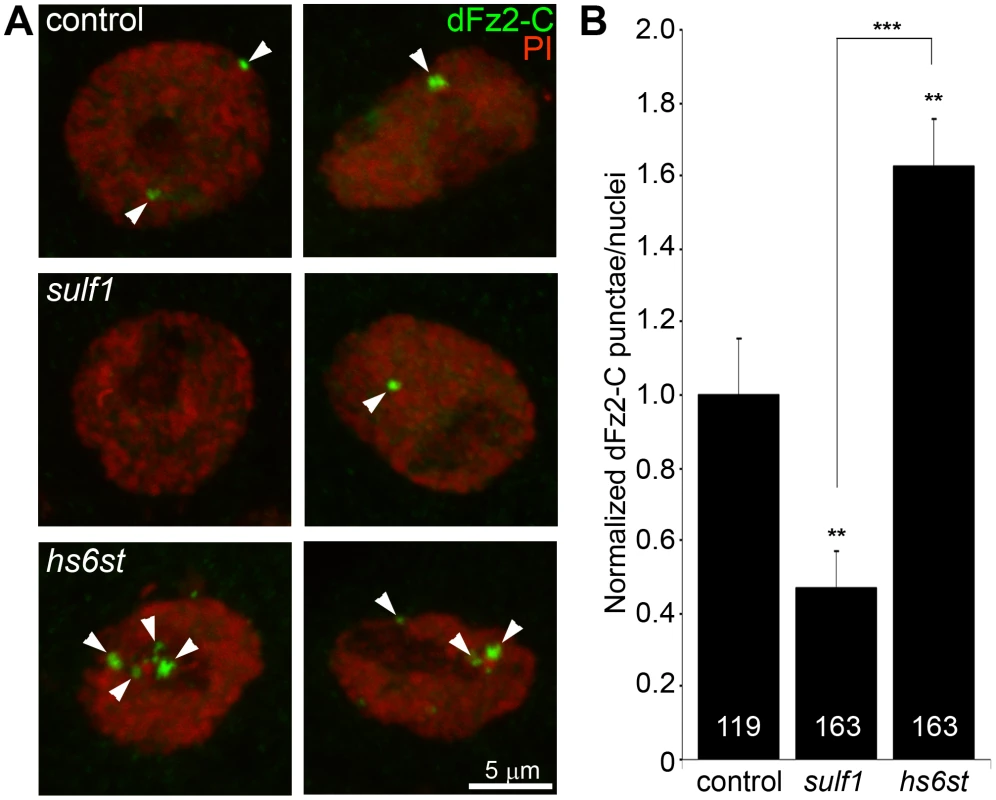 Loss of <i>sulf1</i> and <i>hs6st</i> causes opposite effects on WNT signaling.